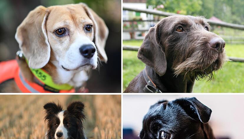 Welcher Hund hat die beste Spürnase? Diese Frage beschäftigt die Wissenschaft. Welcher Hund hat die beste Spürnase? Diese Frage beschäftigt die Wissenschaft.