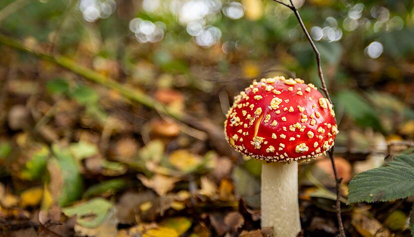Fliegenpilze sind auch giftig. (Archivbild)