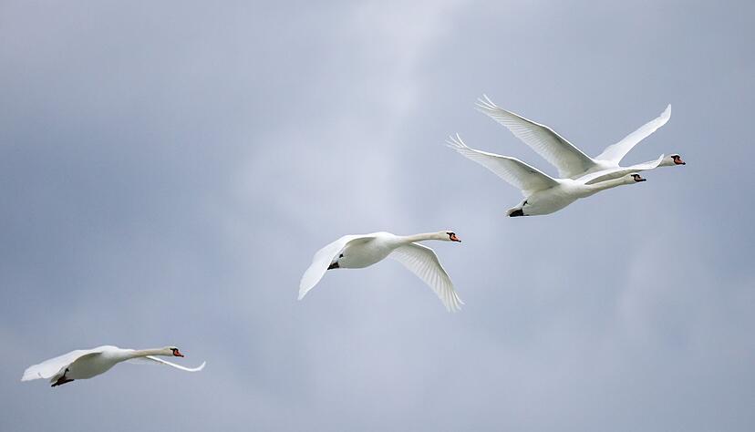 Bei einem Schwan am Rhein wurde die Vogelgrippe nachgewiesen. (Symbolbild)