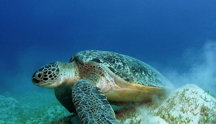Auch die Grünen Meeresschildkröten gehören WWF zufolge zu den Gewinnern des Jahres. Auch die Grünen Meeresschildkröten gehören WWF zufolge zu den Gewinnern des Jahres.