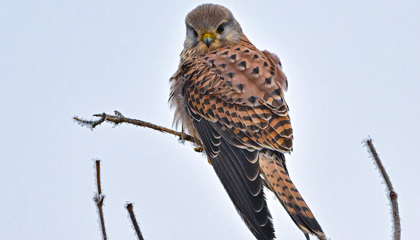 Ein Turmfalke sitzt auf einem mit Eis beh&auml;ngten Ast und h&auml;lt Ausschau nach Beute.