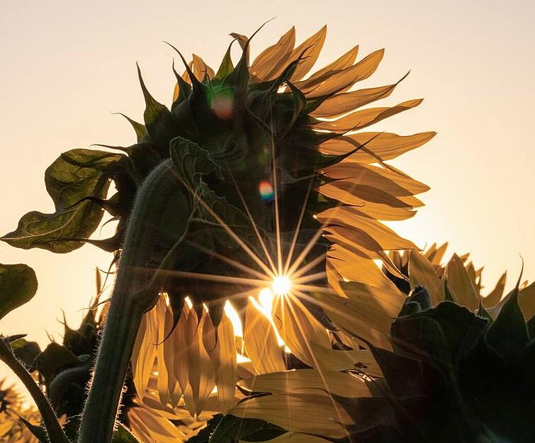 Das Foto von Tanja Blind beweist, was die Bad Wimpfenerin in ihrem Beitrag auf Meine Stimme auch beschreibt: Sonnenblumen sind wertvolle Insektenmagnete. Das Foto von Tanja Blind beweist, was die Bad Wimpfenerin in ihrem Beitrag auf Meine Stimme auch beschreibt: Sonnenblumen sind wertvolle Insektenmagnete.