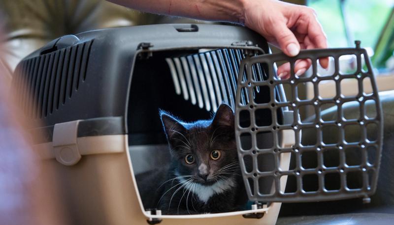 &Uuml;ber einen Futtertrick kann man die Katze mit der Transportbox anfreunden - das sollte allerdings schon einige Tage vor dem Einsatz der Box ge&uuml;bt werden.