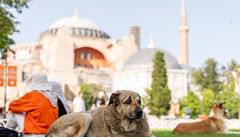 Stra&szlig;enhunde in Istanbul sollen k&uuml;nftig nicht mehr gef&uuml;ttert werden d&uuml;rfen. (Archivbild)