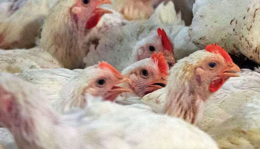 Sicherheit geht vor: In einem Umkreis von zehn Kilometern rund um den Nachweisort an der Brettach müssen alle gefiederten Nutztiere in die Ställe.
Foto: Jens Büttner/dpa Sicherheit geht vor: In einem Umkreis von zehn Kilometern rund um den Nachweisort an der Brettach müssen alle gefiederten Nutztiere in die Ställe.
Foto: Jens Büttner/dpa