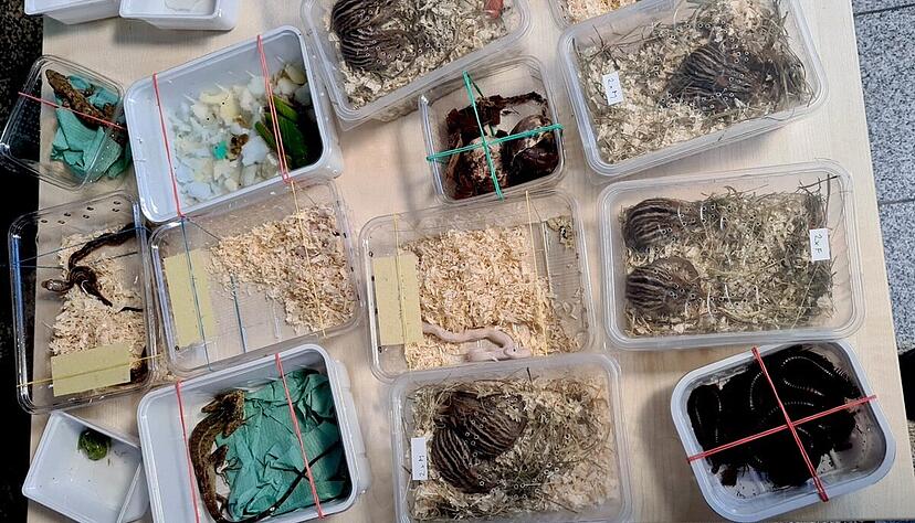 Ein Teil der geschmuggelten Tiere: Darunter Tausenfüßler, Streifengrasmäuse und Schlangen. Ein Teil der geschmuggelten Tiere: Darunter Tausenfüßler, Streifengrasmäuse und Schlangen.