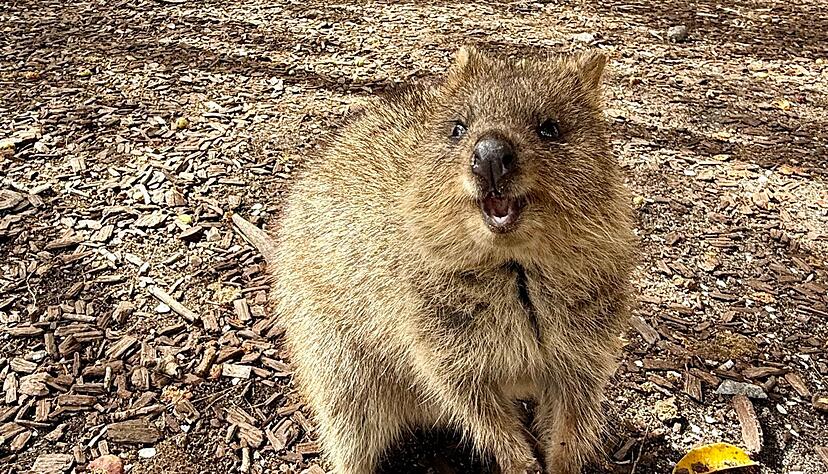 Die Tiere aus der Familie der Kängurus hüpfen auf Rottnest Island überall herum. Die Tiere aus der Familie der Kängurus hüpfen auf Rottnest Island überall herum.