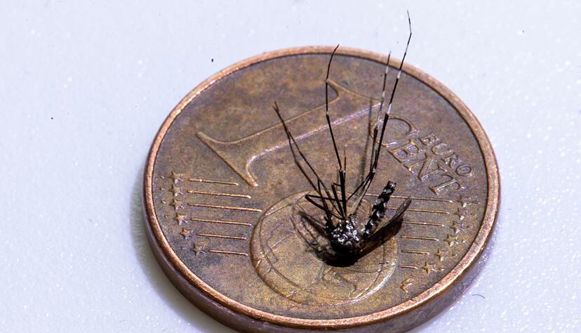 Unweit der deutschen Grenze im Elsass ist eine lokale Infektion mit dem Chikungunya-Virus entdeckt worden (Archivbild). Unweit der deutschen Grenze im Elsass ist eine lokale Infektion mit dem Chikungunya-Virus entdeckt worden (Archivbild).