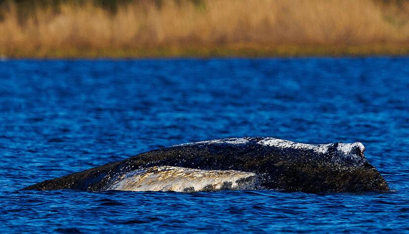 Die Wasserst&auml;nde in der Wismarer Bucht bleiben laut Vorhersage niedrig.