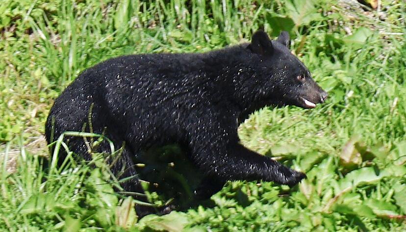 Immer mehr Menschen werden in Japan von Bären angegriffen. (Archivbild) Immer mehr Menschen werden in Japan von Bären angegriffen. (Archivbild)