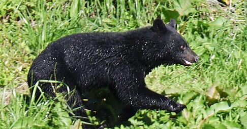 Immer mehr Menschen werden in Japan von Bären angegriffen. (Archivbild) Immer mehr Menschen werden in Japan von Bären angegriffen. (Archivbild)