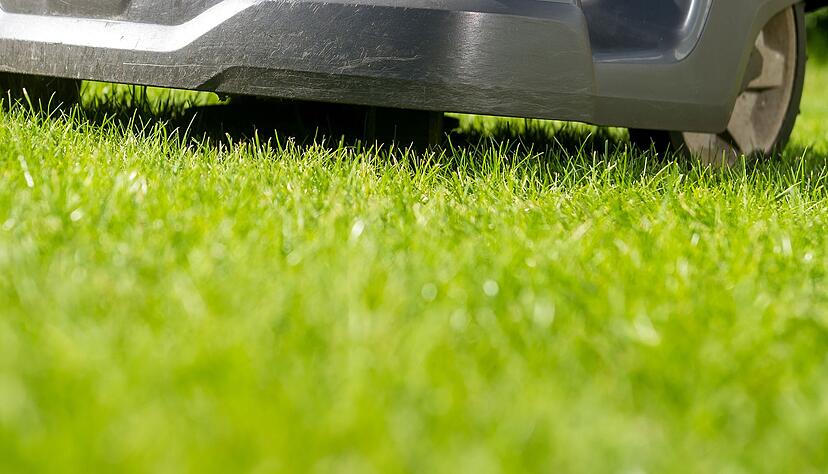 Der Rasen wird zum ersten Mal gem&auml;ht, sobald das Gras wieder sichtbar w&auml;chst.