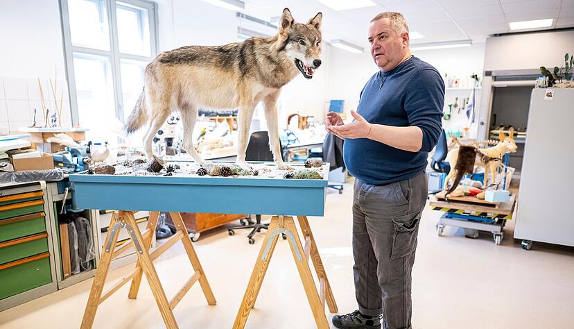 Etwa eine Woche braucht Christian Blumenstein im Naturkundemuseum in Potsdam f&uuml;r die Pr&auml;paration eines toten Wolfs.