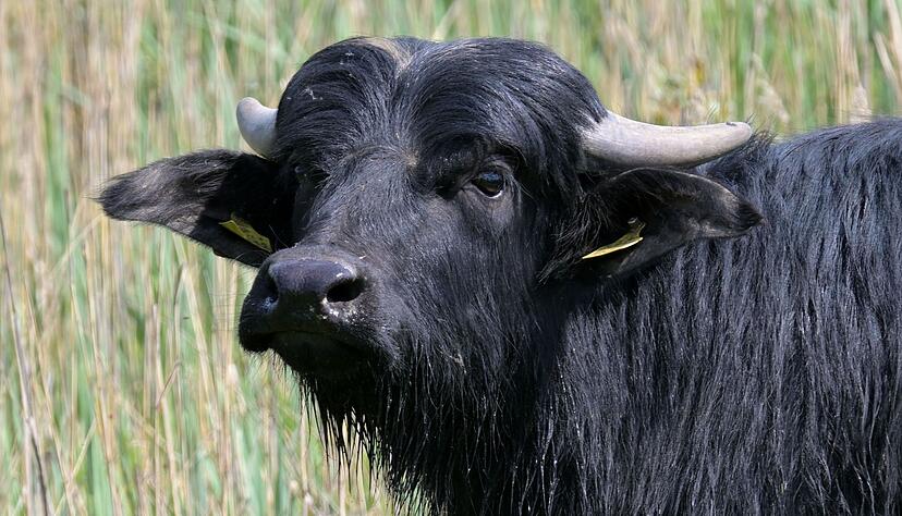 Drei Wasserb&uuml;ffel sind an der Maul- und Klauenseuche verendet. (Symbolbild)