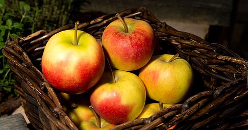 Äpfel lagern besser nicht neben anderem Obst - sie sondern ein Gas ab, durch das Früchte in ihrer Nähe schneller verderben.