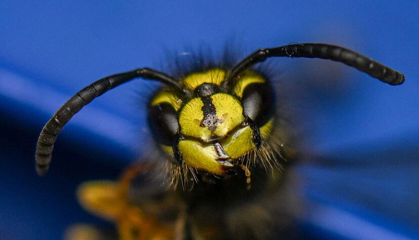 Sie ist knallig-gelb: Die Wespe. (Archivbild)