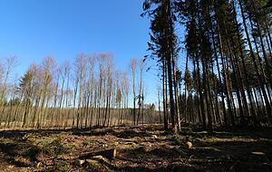 Früher Baum-Meer, heute Diaspora: Eine große Kahlfläche nach Sturm und Borkenkäferbefall im Häldenwald nahe des Schöntaler Teilorts Oberkessach.