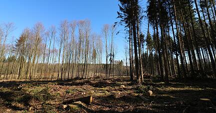 Früher Baum-Meer, heute Diaspora: Eine große Kahlfläche nach Sturm und Borkenkäferbefall im Häldenwald nahe des Schöntaler Teilorts Oberkessach. Früher Baum-Meer, heute Diaspora: Eine große Kahlfläche nach Sturm und Borkenkäferbefall im Häldenwald nahe des Schöntaler Teilorts Oberkessach.