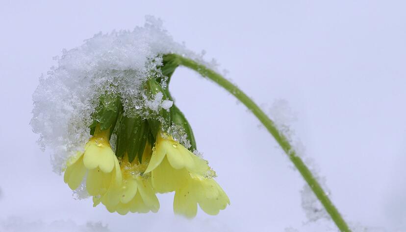In den höheren Lagen ist weiterhin mit Schneefall zu rechnen. (Symbolbild) In den höheren Lagen ist weiterhin mit Schneefall zu rechnen. (Symbolbild)