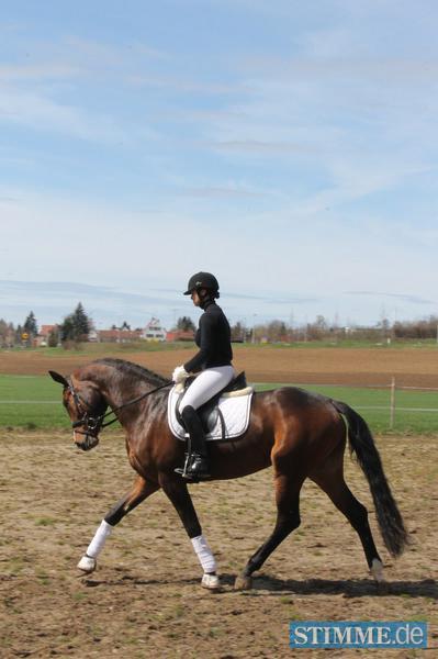 Pferdeschau in Öhringen-Cappel