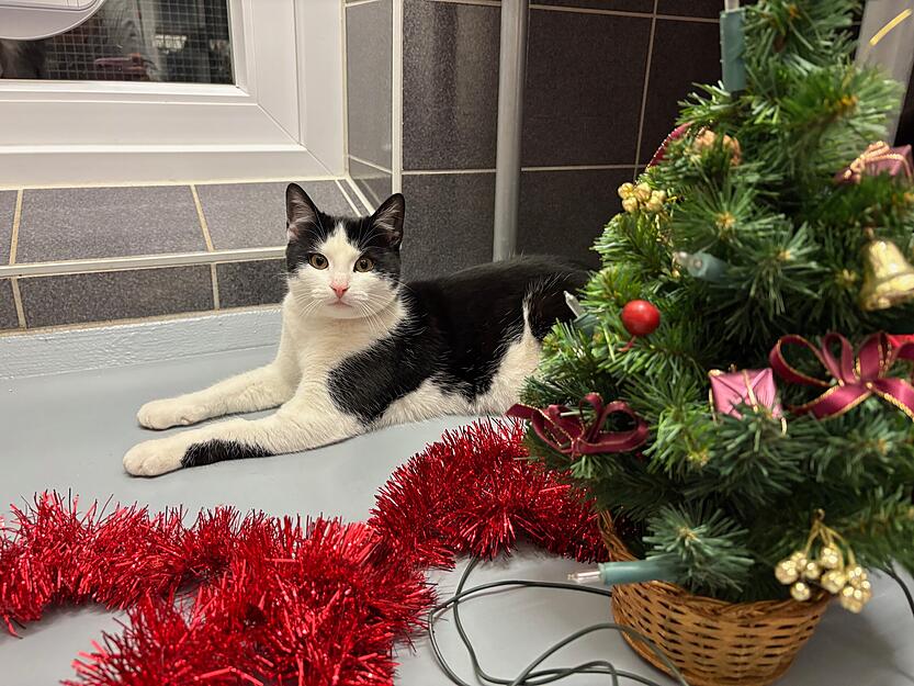 Alle der Katzen-Geschwister im Heilbronner Tierheim sind etwa sechs Monate alt. Sie sind zutraulich und den Umgang mit Menschen gew&ouml;hnt. Eli und Naomi h&auml;ngen sehr aneinander.