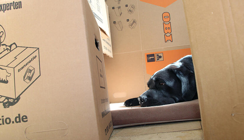 Umzüge sind oft anstrengend und bereits die Wohnungssuche kann mühsam sein. Neben der üblichen Wohnungssuche und der Suche nach einem Nachmieter, bietet der dauerhafte Wohnungstausch eine Alternative. Umzüge sind oft anstrengend und bereits die Wohnungssuche kann mühsam sein. Neben der üblichen Wohnungssuche und der Suche nach einem Nachmieter, bietet der dauerhafte Wohnungstausch eine Alternative.