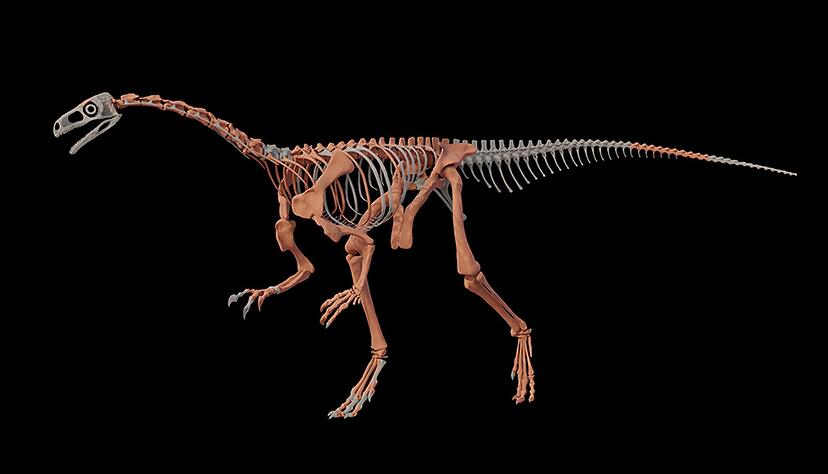 Nachbildung des Dinosauriers Huayracursor jaguensis Nachbildung des Dinosauriers Huayracursor jaguensis