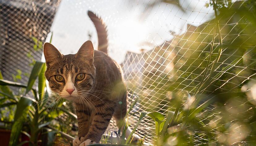 Kontrollierter Freigang: Ausbruchsichere Netze auf Balkon oder Terrasse bieten Katzen eine sichere Möglichkeit, etwas Natur zu genießen. Kontrollierter Freigang: Ausbruchsichere Netze auf Balkon oder Terrasse bieten Katzen eine sichere Möglichkeit, etwas Natur zu genießen.