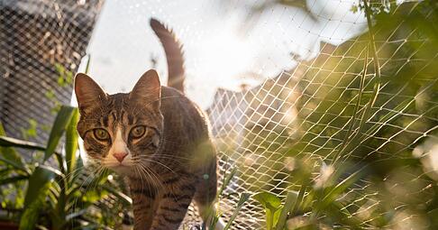 Kontrollierter Freigang: Ausbruchsichere Netze auf Balkon oder Terrasse bieten Katzen eine sichere M&ouml;glichkeit, etwas Natur zu genie&szlig;en.