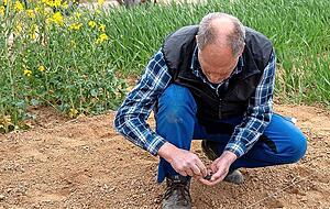 Kern für Kern: Landwirt Reinhard Keller sät Sonnenblumen. Um in einer Zeile zu bleiben, nutzt er eine gespannte Schnur. Kern für Kern: Landwirt Reinhard Keller sät Sonnenblumen. Um in einer Zeile zu bleiben, nutzt er eine gespannte Schnur.