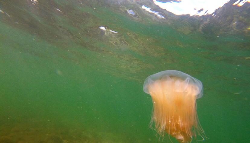Achtung Feuerquallen: Ihre Tentakel können schmerzhafte Quaddeln verursachen. Bei allergischen Reaktionen sollte sofort der Rettungsdienst alarmiert werden. Achtung Feuerquallen: Ihre Tentakel können schmerzhafte Quaddeln verursachen. Bei allergischen Reaktionen sollte sofort der Rettungsdienst alarmiert werden.