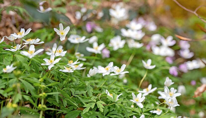 Sie sind typische Frühlingsboten, die Anemonen, die den Waldboden mit einem weißen Teppich überziehen.
