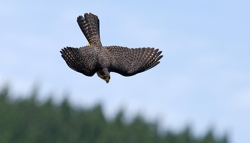 Neuseelandfalken jagen mit einer Geschwindigkeit von bis zu 200 Stundenkilometern. Neuseelandfalken jagen mit einer Geschwindigkeit von bis zu 200 Stundenkilometern.