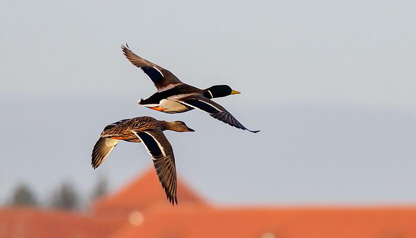 Eine Ente rettete die Polizei. (Symbolbild)