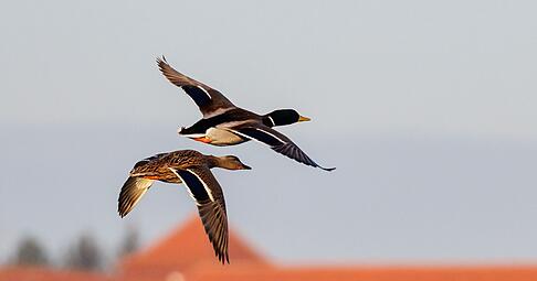 Eine Ente rettete die Polizei. (Symbolbild)