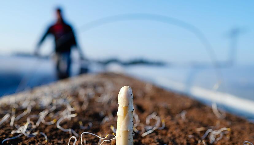Die Spargelsaison beginnt laut dem Verband S&uuml;ddeutscher Spargel- und Erdbeeranbauer in Baden-W&uuml;rttemberg Mitte M&auml;rz. (Archivbild)