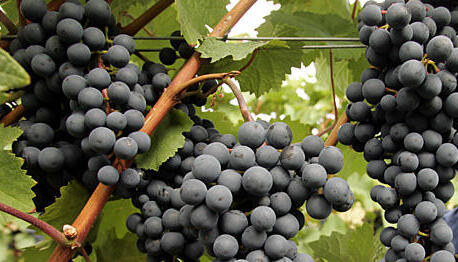 Wer wird zum besten Jungwinzer der Region gek&uuml;rt? Jeder kann abstimmen. Foto: dpa