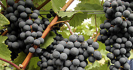 Der Winzer Matthias Kirmann &uuml;berpr&uuml;ft auf dem Weinberg am K&ouml;nigstein in Westerhausen (Landkreis Harz) Trauben der Sorte Dornfelder. Seit 1989 betreibt Matthias Kirmann in Westerhausen Weinanbau, zun&auml;chst als Hobby und seit 1995 als Haupterwerb. Die bewirtschaftete Rebfl&auml;che von 3,2 ha geh&ouml;rt "weinbaugeographisch" zum Anbaugebiet Saale-Unstrut. In 14 Tagen wird hier mit der Weinlese begonnen. Die Weinbauern an Saale und Unstrut erwarten in Freyburg am Wochenende mehrere tausend Besucher zum 75. Winzerfest. Foto: Matthias Bein dpa/lah (zu lah 4006 vom 12.09.2008) +++(c) dpa - Bildfunk+++