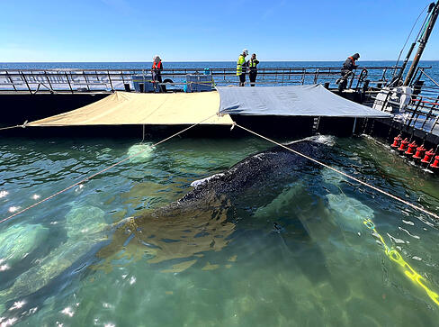 Dieses von der Rettungsinitiative zur Verf&uuml;gung gestellte Foto zeigt den Buckelwal in einem gefluteten Lastschiff in der Ostsee.