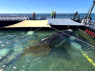 Dieses von der Rettungsinitiative zur Verf&uuml;gung gestellte Foto zeigt den Buckelwal in einem gefluteten Lastschiff in der Ostsee.