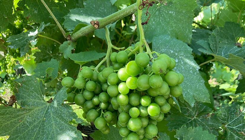 Wegen der feuchtwarmen Witterung und dem schnellen Rebenwachstum macht der Falsche Mehltau, eine Pilzkrankheit, den Winzern dieses Jahr besonders zu schaffen. Foto: Kilian Krauth Wegen der feuchtwarmen Witterung und dem schnellen Rebenwachstum macht der Falsche Mehltau, eine Pilzkrankheit, den Winzern dieses Jahr besonders zu schaffen. Foto: Kilian Krauth