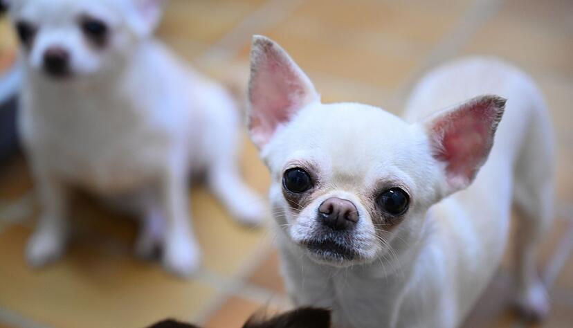 Mutma&szlig;lich ein Chihuahua soll einen Jungen in Weinheim gebissen haben. (Symbolbild)