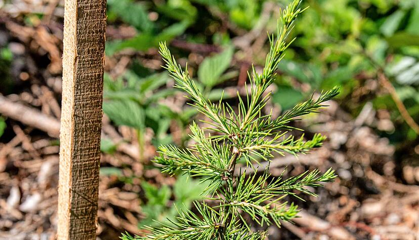 Noch ist es ein zartes Pflänzchen, das sich zwischen Brombeeren, Himbeeren und Farn behauptet. Wie werden sich die Atlaszedern entwickeln? Die Versuchsflächen im Revier Stollenhof werden es zeigen.
Fotos: Christiana Kunz Noch ist es ein zartes Pflänzchen, das sich zwischen Brombeeren, Himbeeren und Farn behauptet. Wie werden sich die Atlaszedern entwickeln? Die Versuchsflächen im Revier Stollenhof werden es zeigen.
Fotos: Christiana Kunz