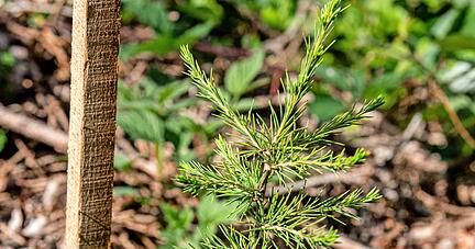 Noch ist es ein zartes Pflänzchen, das sich zwischen Brombeeren, Himbeeren und Farn behauptet. Wie werden sich die Atlaszedern entwickeln? Die Versuchsflächen im Revier Stollenhof werden es zeigen.
Fotos: Christiana Kunz Noch ist es ein zartes Pflänzchen, das sich zwischen Brombeeren, Himbeeren und Farn behauptet. Wie werden sich die Atlaszedern entwickeln? Die Versuchsflächen im Revier Stollenhof werden es zeigen.
Fotos: Christiana Kunz