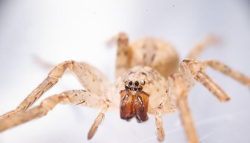 Die Nosferatu-Spinne kommt in fast ganz Baden-W&uuml;rttemberg vor. (Archivbild)