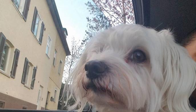 Sabrina Forde lief dieser Hund in der Frankenbacher Straße in Neckargartach zu. Auf der Facebook-Seite "Du bist aus Heilbronn wenn ..." sucht sie nach den Besitzern. Foto: Privat Sabrina Forde lief dieser Hund in der Frankenbacher Straße in Neckargartach zu. Auf der Facebook-Seite "Du bist aus Heilbronn wenn ..." sucht sie nach den Besitzern. Foto: Privat