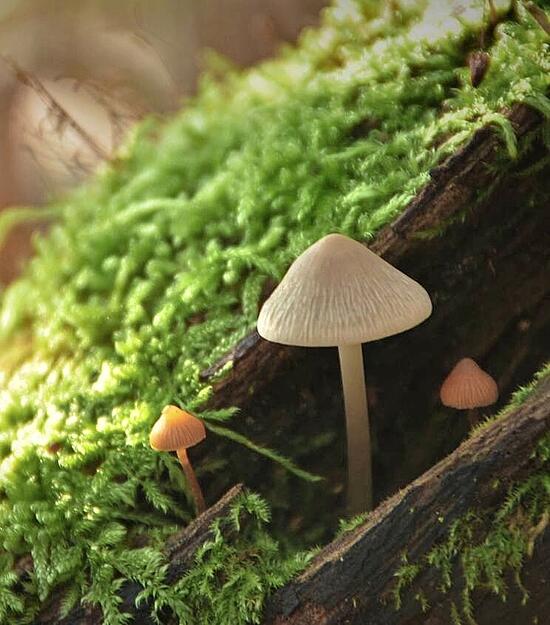 Kleines Stelldichein: Jutta Koster zeigt ihre sch&ouml;ne Foto-Ausbeute aus dem Zaberg&auml;u.