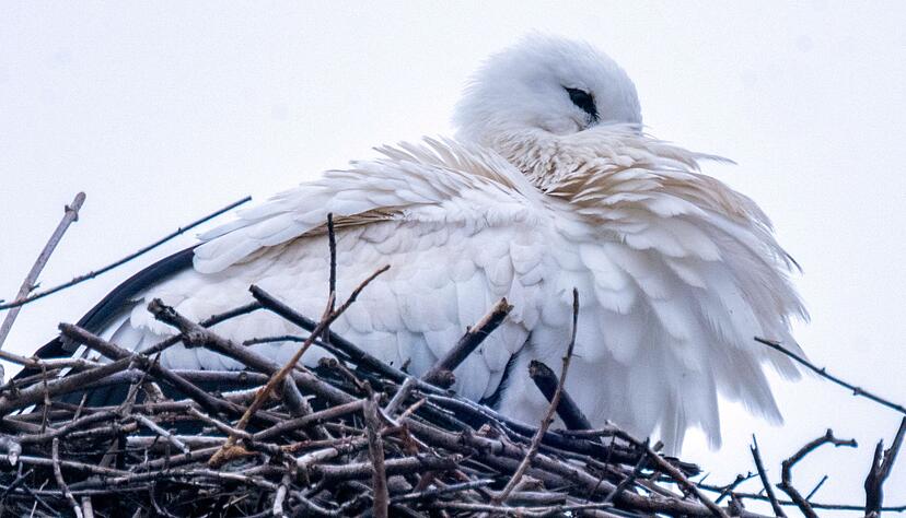 Trotz fr&uuml;her R&uuml;ckkehr startet die Brutsaison erst ab Anfang M&auml;rz.