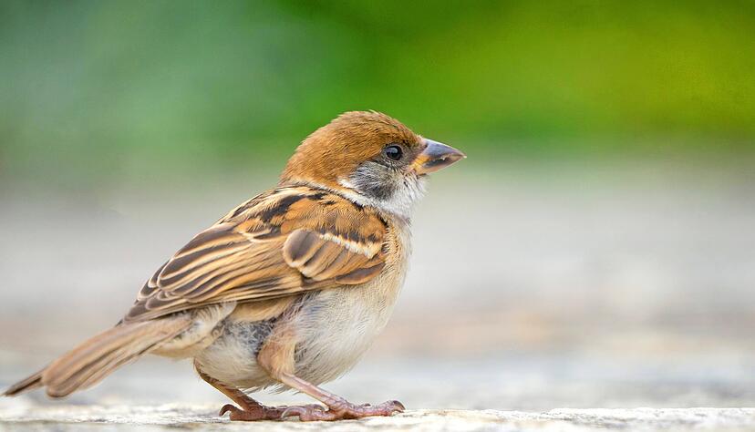 Manch Spatz schätzt die Futterversorgung im Supermarkt, kommt dann aber nicht wieder ohne menschliche Hilfe zurück ins Freie.
Foto: AdobeStock