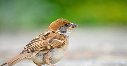 Manch Spatz schätzt die Futterversorgung im Supermarkt, kommt dann aber nicht wieder ohne menschliche Hilfe zurück ins Freie.
Foto: AdobeStock